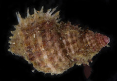Trichotropis cancellata