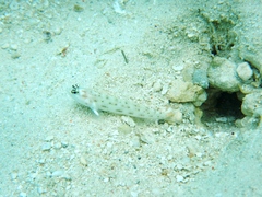 Ctenogobiops feroculus