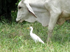 Bubulcus ibis