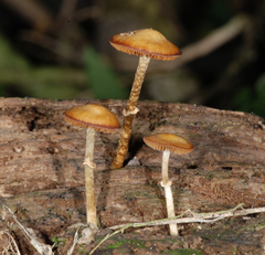 Pholiotina gracilenta