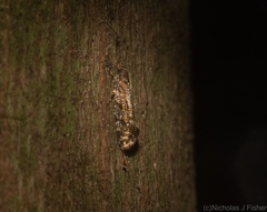 Parochmastis styracodes