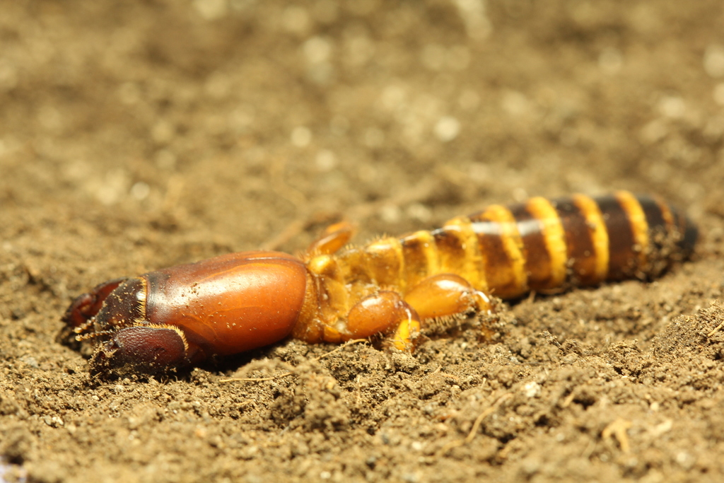 Pygmy Mole Crickets, Mud Crickets, and Sandgropers