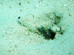 Ctenogobiops feroculus