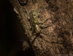 Pentacosmia conferta
