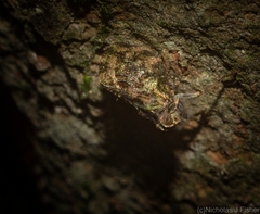 Cotylana angustifrons