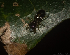 Rhombonotus