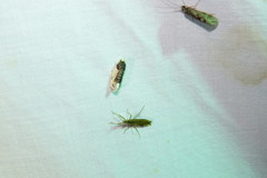 Henricus edwardsiana