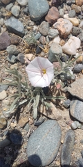 Convolvulus ammannii