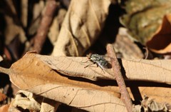 Diptera