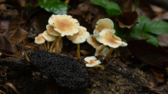 Ripartitella brasiliensis