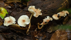 Ripartitella brasiliensis