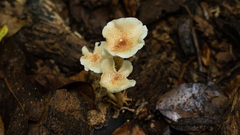 Ripartitella brasiliensis