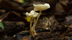 Ripartitella brasiliensis