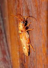 Coccoderus guianensis