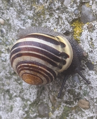 Cepaea hortensis
