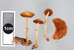 Pholiotina gracilenta