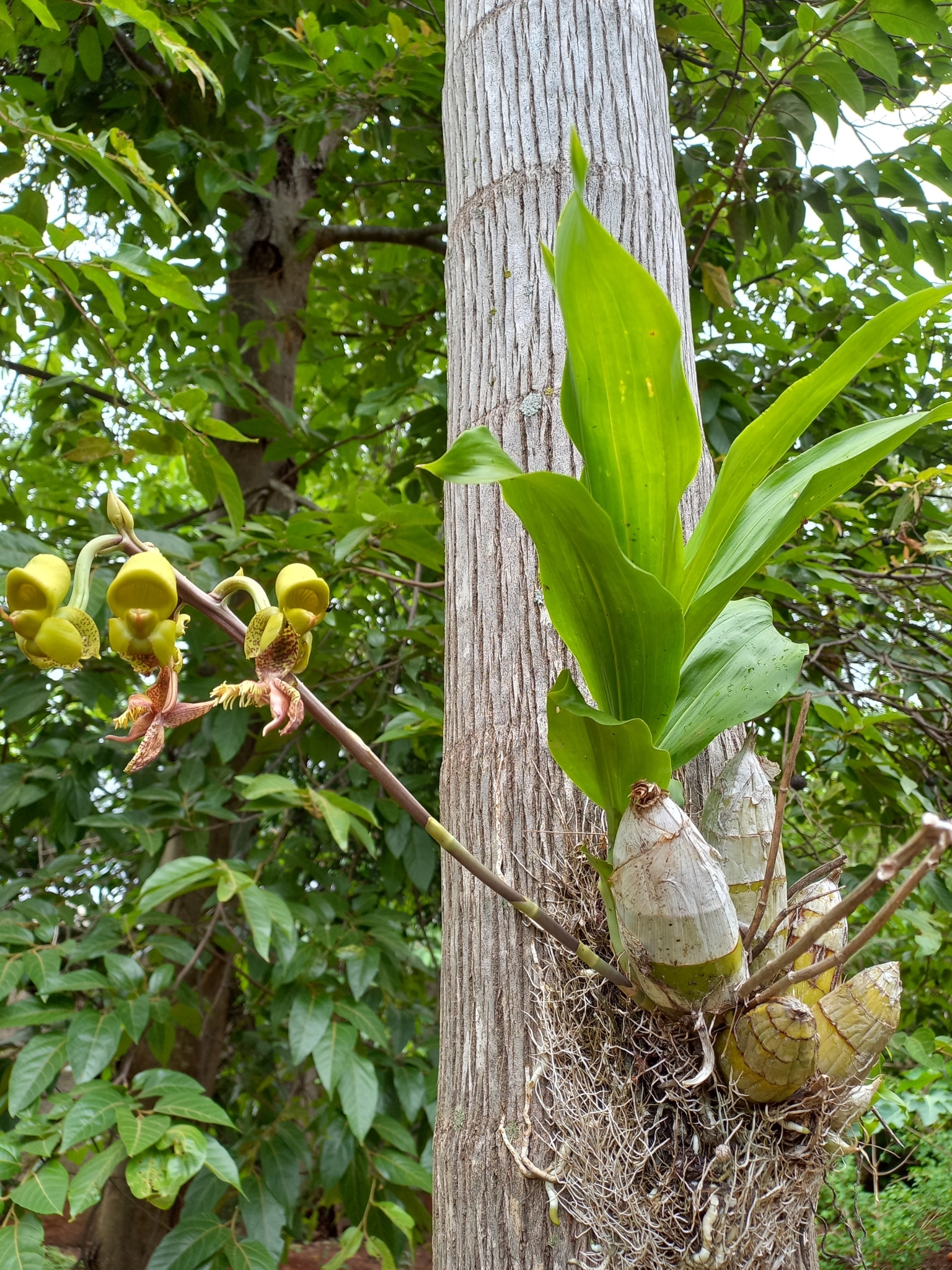 Catasetum lanciferum