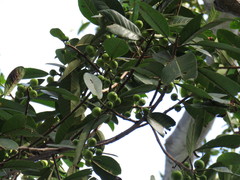 Ficus trigonata