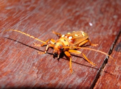Coccoderus guianensis
