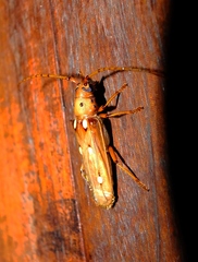 Coccoderus guianensis