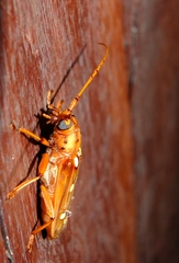 Coccoderus guianensis