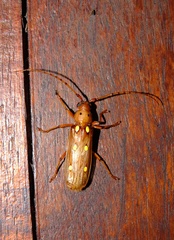 Coccoderus guianensis