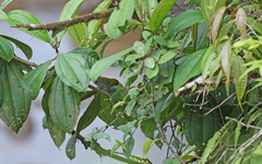 Chlorospingus flavigularis