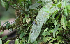 Euphonia xanthogaster