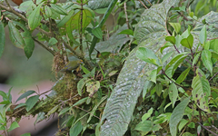 Euphonia xanthogaster