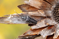 Aristogitus cylindricus