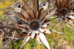 Aristogitus cylindricus