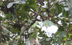 Pogonotriccus ophthalmicus