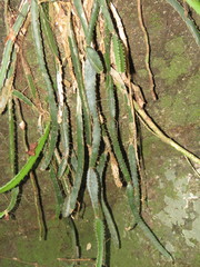 Selenicereus ocamponis