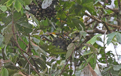 Pogonotriccus ophthalmicus