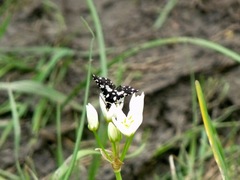 Pseudothyris sepulchralis