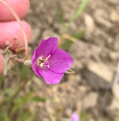 Clarkia purpurea