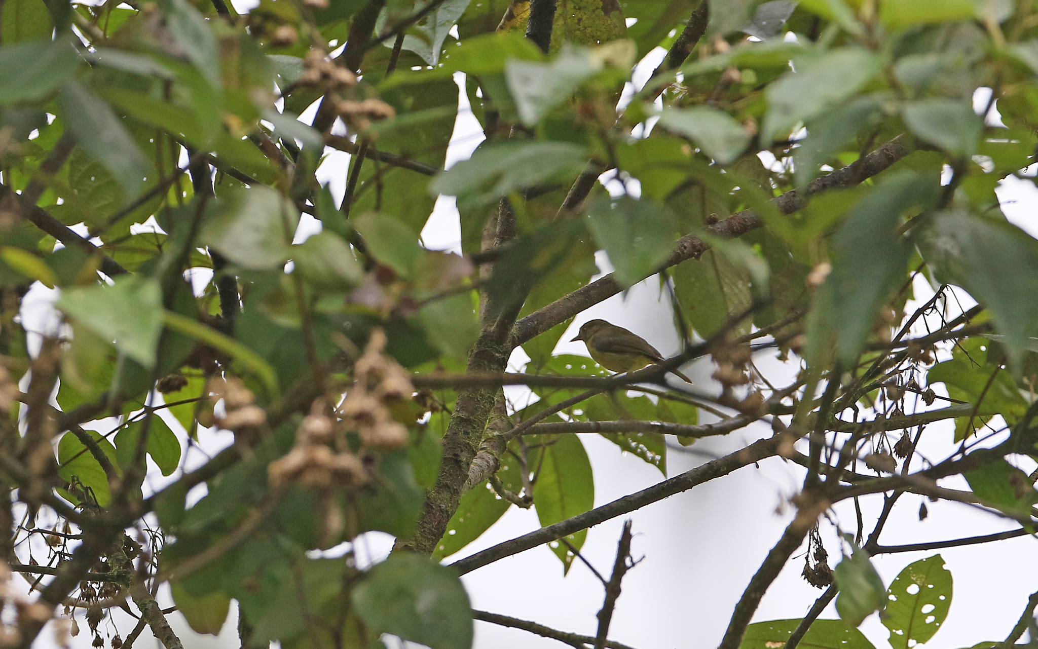Olivaceous Greenlet (Hylophilus olivaceus), photo 3