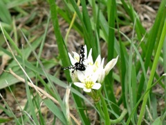 Pseudothyris sepulchralis