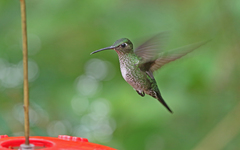 Taphrospilus hypostictus