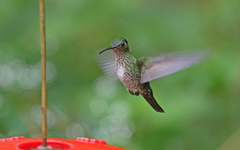 Taphrospilus hypostictus