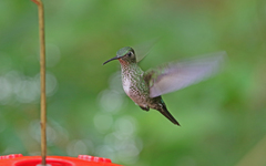 Taphrospilus hypostictus