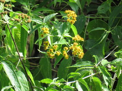 Otopappus tequilanus