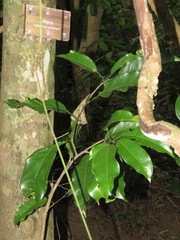 Handroanthus impetiginosus