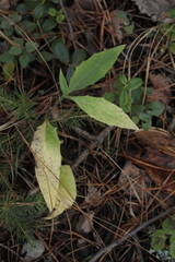 Hieracium subpellucidum