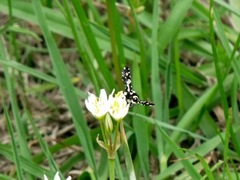 Pseudothyris sepulchralis