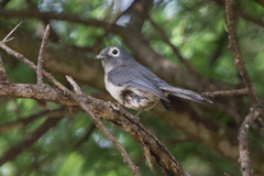 Melaenornis fischeri