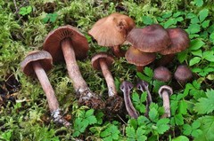 Cortinarius brunneus
