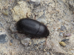 Crypticus gibbulus