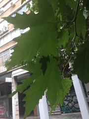 Platanus