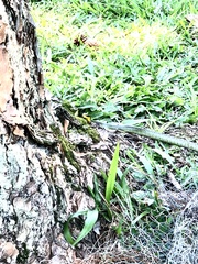 Chironius bicarinatus